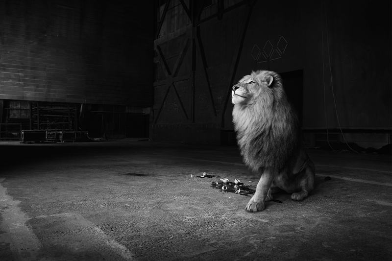 vividgrey_BORGWARDT_CafeRoyal_003