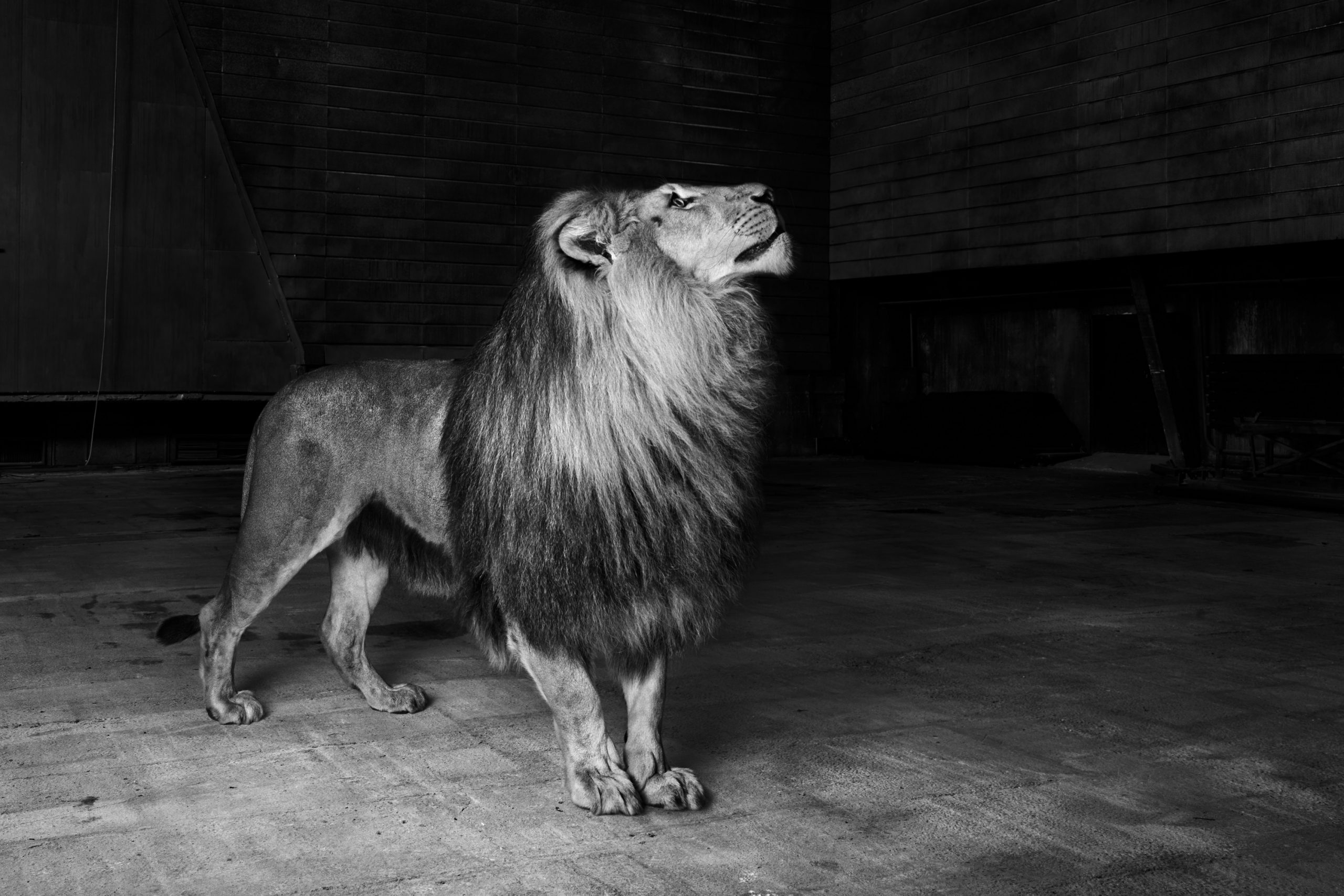 vividgrey_BORGWARDT_CafeRoyal_008