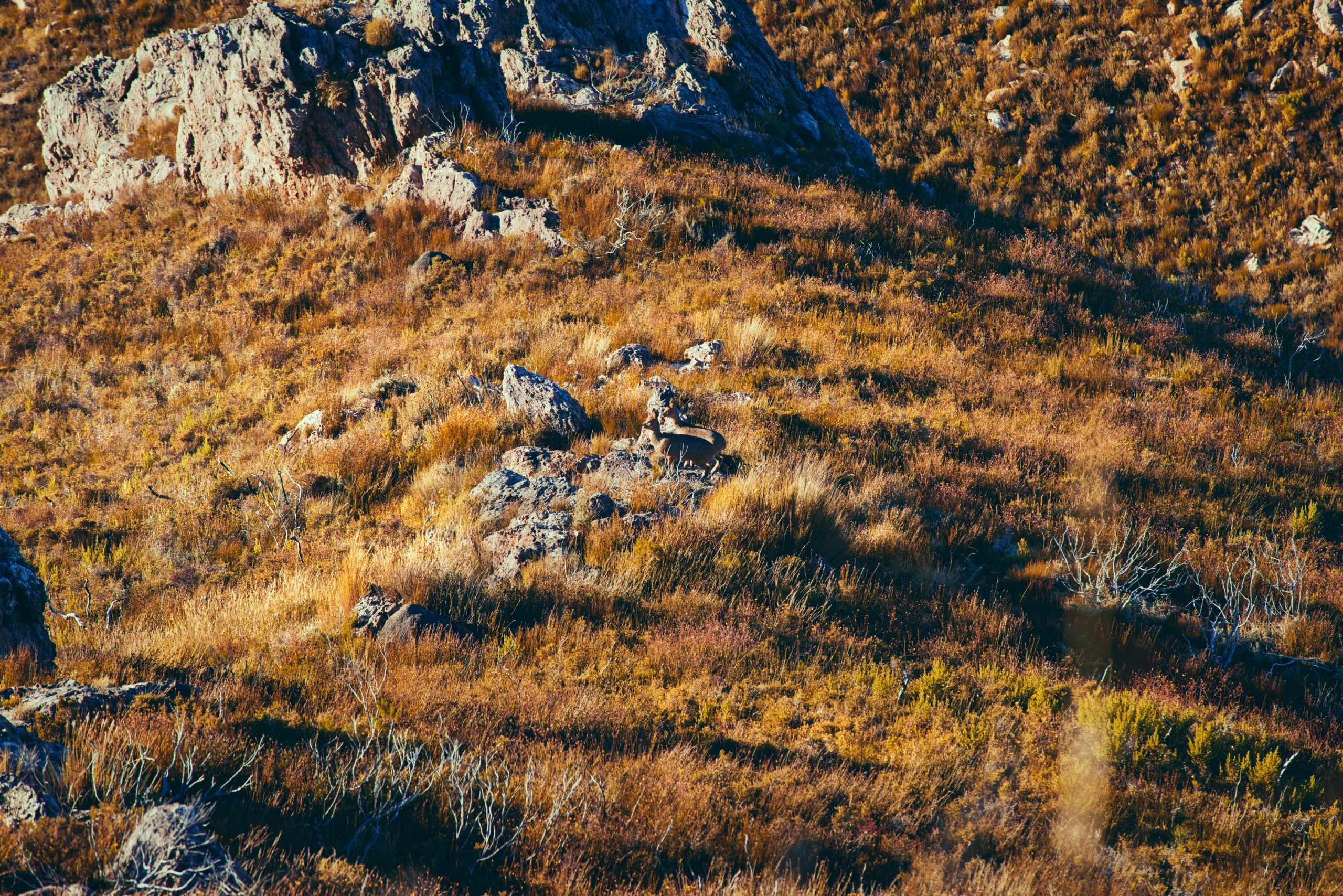 vividgrey_KOCH_BMW_M850i_S0A7777_01